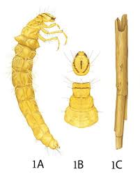 Attēlu rezultāti vaicājumam “Limnephilus larva”