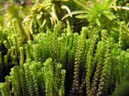 Attēlu rezultāti vaicājumam “Paludella squarrosa”