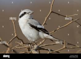 Attēlu rezultāti vaicājumam “Lanius excubitor adult”