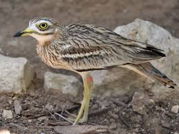 Image result for Burhinus oedicnemus