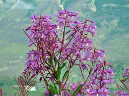 Attēlu rezultāti vaicājumam “Epilobium angustifolium flower”