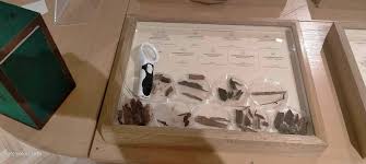 Attēlu rezultāti vaicājumam “Claustria didermoides stalked”