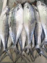 Image result for Scomberomorus maculatus