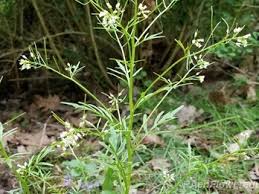 Attēlu rezultāti vaicājumam “Cardamine impatiens flower”