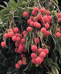 Image result for Litchi chinensis