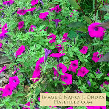 Image result for Petunia