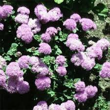 Image result for Ageratum mexicanum
