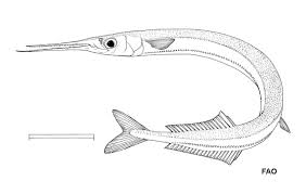 Attēlu rezultāti vaicājumam “Belone belone”