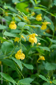 Attēlu rezultāti vaicājumam “Impatiens noli-tangere flower”