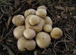 Attēlu rezultāti vaicājumam “Rhizopogon luteolus”