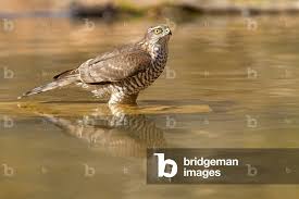 Attēlu rezultāti vaicājumam “Accipiter nisus”