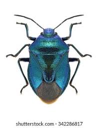 Attēlu rezultāti vaicājumam “Zicrona caerulea”