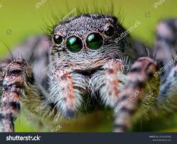 Attēlu rezultāti vaicājumam “Aelurillus v-insignitus”