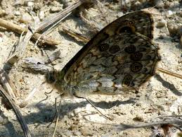 Attēlu rezultāti vaicājumam “Lasiommata megera”