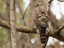 Image result for Goshawks G C
