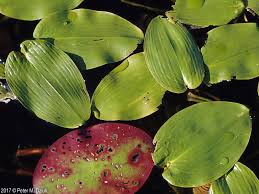 Attēlu rezultāti vaicājumam “Potamogeton trichoides leaf”