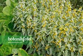 Attēlu rezultāti vaicājumam “Lamiastrum galeobdolon flower”