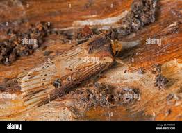 Attēlu rezultāti vaicājumam “Axylia putris”