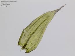 Attēlu rezultāti vaicājumam “Brachytheciastrum velutinum”