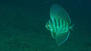 Image result for Carpiodes velifer