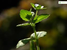 Attēlu rezultāti vaicājumam “Veronica agrestis leaf”