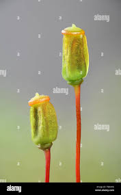 Attēlu rezultāti vaicājumam “Polytrichum juniperinum sporophyte”