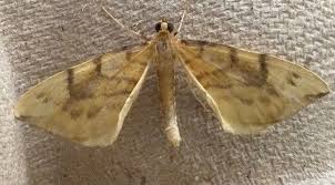 Attēlu rezultāti vaicājumam “Eulithis pyraliata”