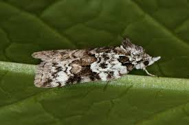 Attēlu rezultāti vaicājumam “Nycteola degenerana”