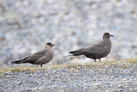 Attēlu rezultāti vaicājumam “Stercorarius parasiticus”