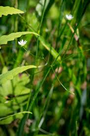 Attēlu rezultāti vaicājumam “Stellaria longifolia leaf”