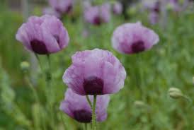Attēlu rezultāti vaicājumam “Papaver somniferum flower”