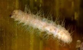 Attēlu rezultāti vaicājumam “Crambidae”