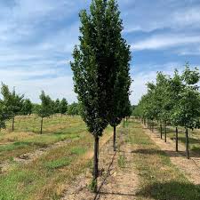 Attēlu rezultāti vaicājumam “Quercus robur”