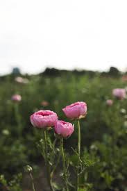 Attēlu rezultāti vaicājumam “Ranunculus brunnescens”