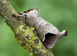 Attēlu rezultāti vaicājumam “Clostera pigra”