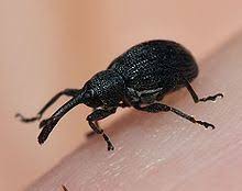 Attēlu rezultāti vaicājumam “Anthonomus phyllocola”