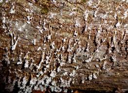 Attēlu rezultāti vaicājumam “Badhamia utricularis spores”