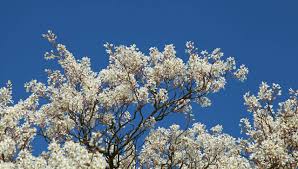Attēlu rezultāti vaicājumam “Amelanchier canadensis”