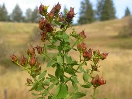 Attēlu rezultāti vaicājumam “Hypericum perforatum bud”