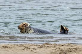 Image result for Phoca vitulina