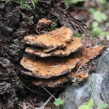 Attēlu rezultāti vaicājumam “Inonotus leporinus”