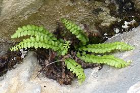 Attēlu rezultāti vaicājumam “Asplenium viride”