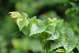 Attēlu rezultāti vaicājumam “Ulmus x hollandica”