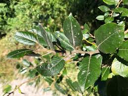 Attēlu rezultāti vaicājumam “Salix myrsinifolia leaf”