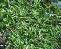 Attēlu rezultāti vaicājumam “Bryum pallescens sporophyte”