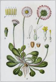 Image result for Bellis perennis