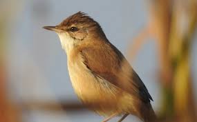 Image result for Acrocephalus agricola