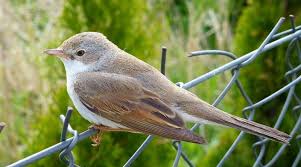Attēlu rezultāti vaicājumam “Sylvia curruca”