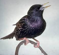 Attēlu rezultāti vaicājumam “Sturnus vulgaris male”