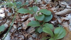 Attēlu rezultāti vaicājumam “Pyrola minor leaf”